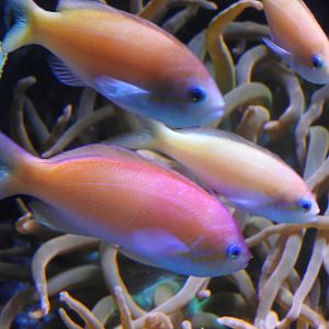 Carberryi Anthias