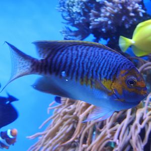 Japanese Swallowtail Angelfish