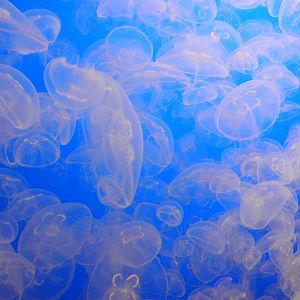 Moon Jellies