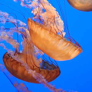Sea Nettles