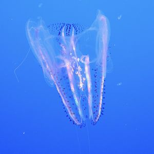 Spotted Comb Jelly