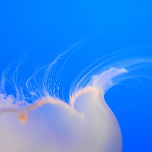 Moon Jelly upclose