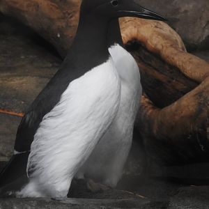Common Murres