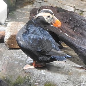 Tufted Puffin