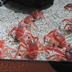 Pelagic Red Crabs