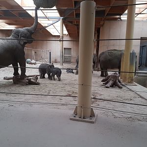 Indian elephants - indoors