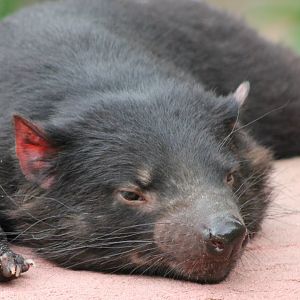 Tasmanian devil