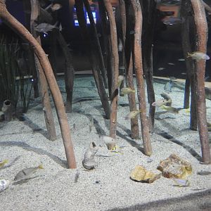 Mangrove Tank