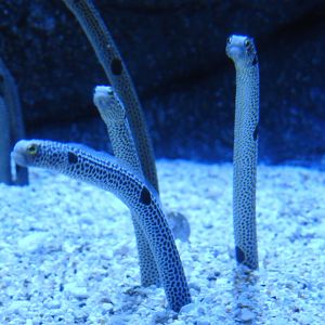 Spotted Garden Eels