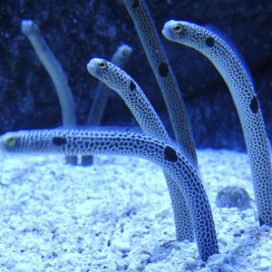 Spotted Garden Eels