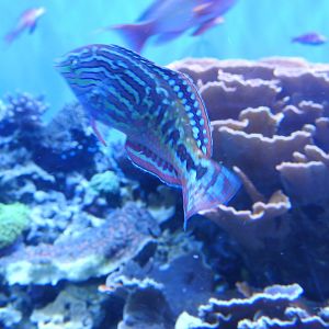 Blue Star Leopard Wrasse Male