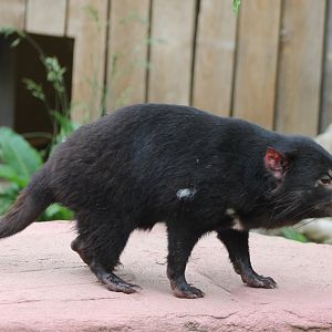 Tasmanian devil