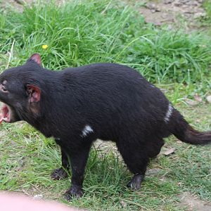 Tasmanian devil