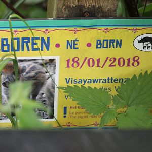 Visayan warty pig birth-sign