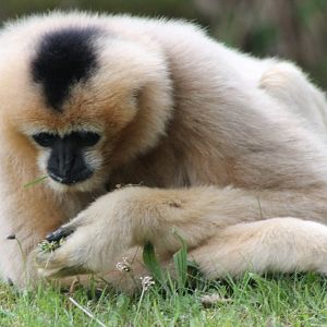 White-cheeked gibbon