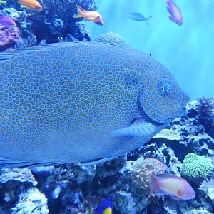 Gold-spotted Rabbitfish