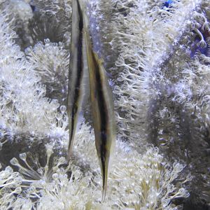 Striped Shrimpfish