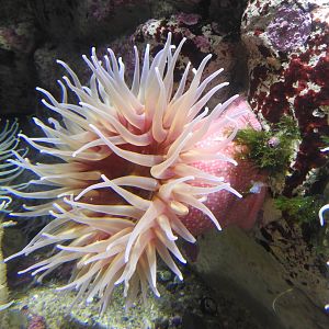Strawberry Anemone