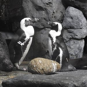 African Penguins