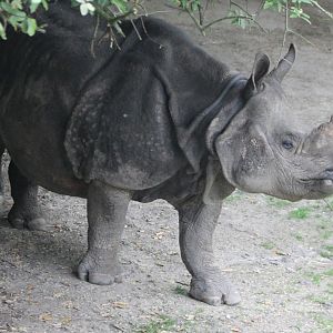 Greater Indian rhinoceros