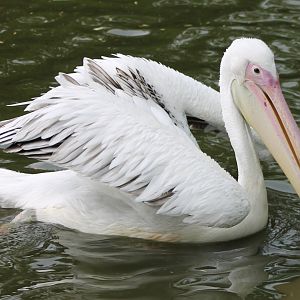 Great white pelican