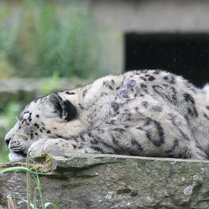 Snow leopard
