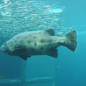 Giant Sea Bass