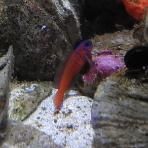 Catalina Goby
