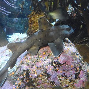 Horn Shark
