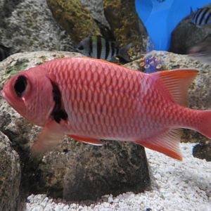Blackbar Soldierfish