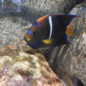King Angelfish