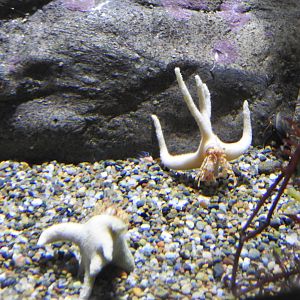 Staghorn Hermit Crabs