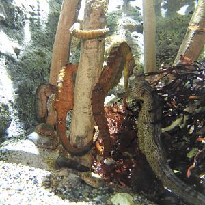 Pacific Seahorses