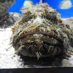 Stonefish