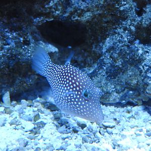 Whitespotted Puffer