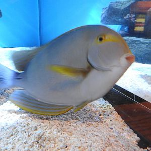 Yellowfin Surgeonfish