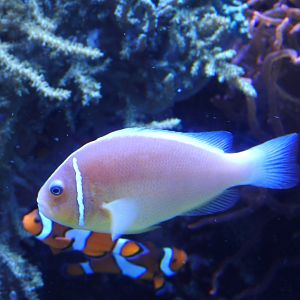 Pink Skunk Clownfish