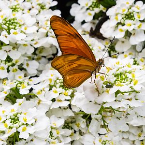 Orange Julia