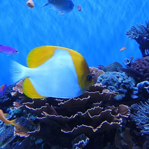 Pyramid Butterflyfish