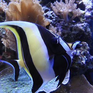 Moorish Idol