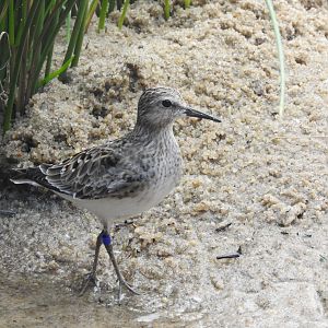 Least Sandpiper