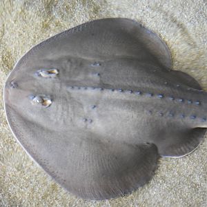 Thornback Guitarfish