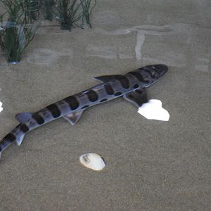 Leopard Shark