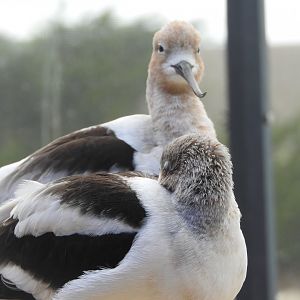 American Avocets