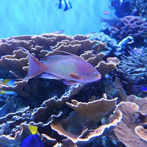 Lyretail Anthias