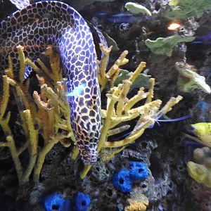 Honeycomb Moray