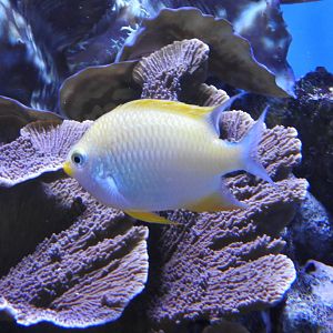Golden Damselfish