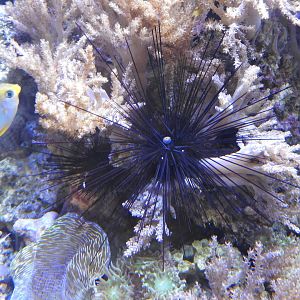 Longspine Urchin