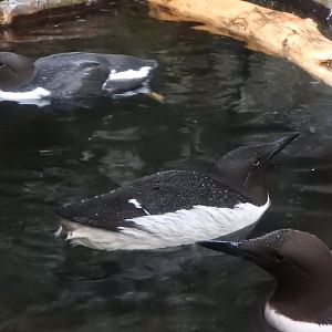 Common Murres