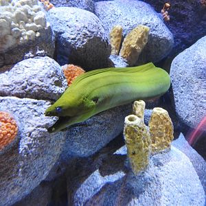 Green Moray